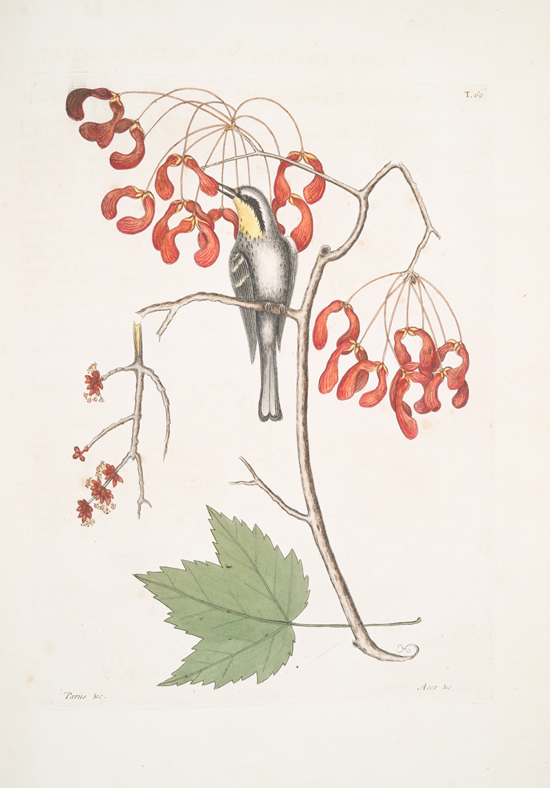 Mark Catesby - Parus Americanus Gutture luteo, the yellow-throated creeper; Acer Virginianum folio majore, The Red flowering maple.