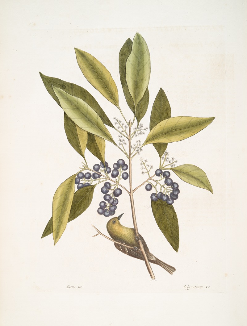 Mark Catesby - Parus Americanus lutescens, The Pine-creeper; Ligustrum Lauri folio, The puple-berried Bay.