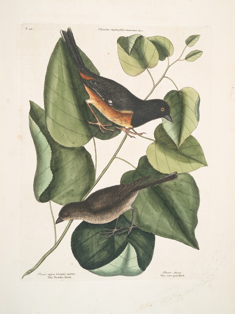Mark Catesby - Passer niger, Occulis rubris, The Towhe Bird; Passer fusca, The cow-pen Bird.