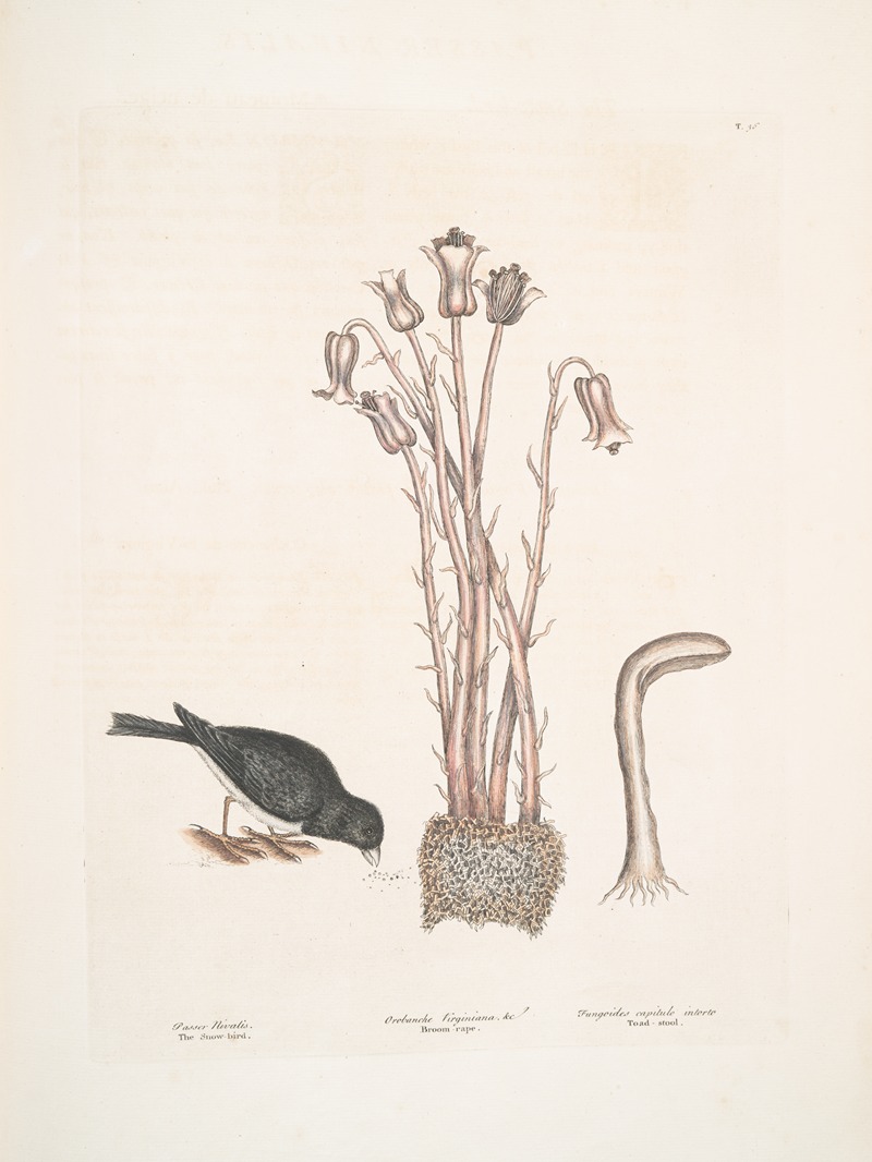 Mark Catesby - Passer Nivaluis, The Snow-bird; Orobanche Virginiana &c. Broom-rape; Fungoides capitulo intorto, Toad-stool.