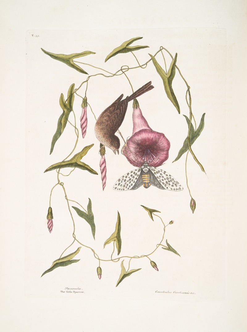 Mark Catesby - Passerculus, The little Sparrow; Convulvulus Caroliniensis, The Purple Bindweed of Carolina.