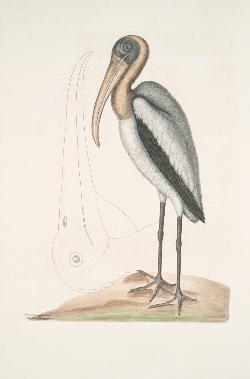 Mark Catesby - Pelicanus Sylvaticus, The Wood Pelican.