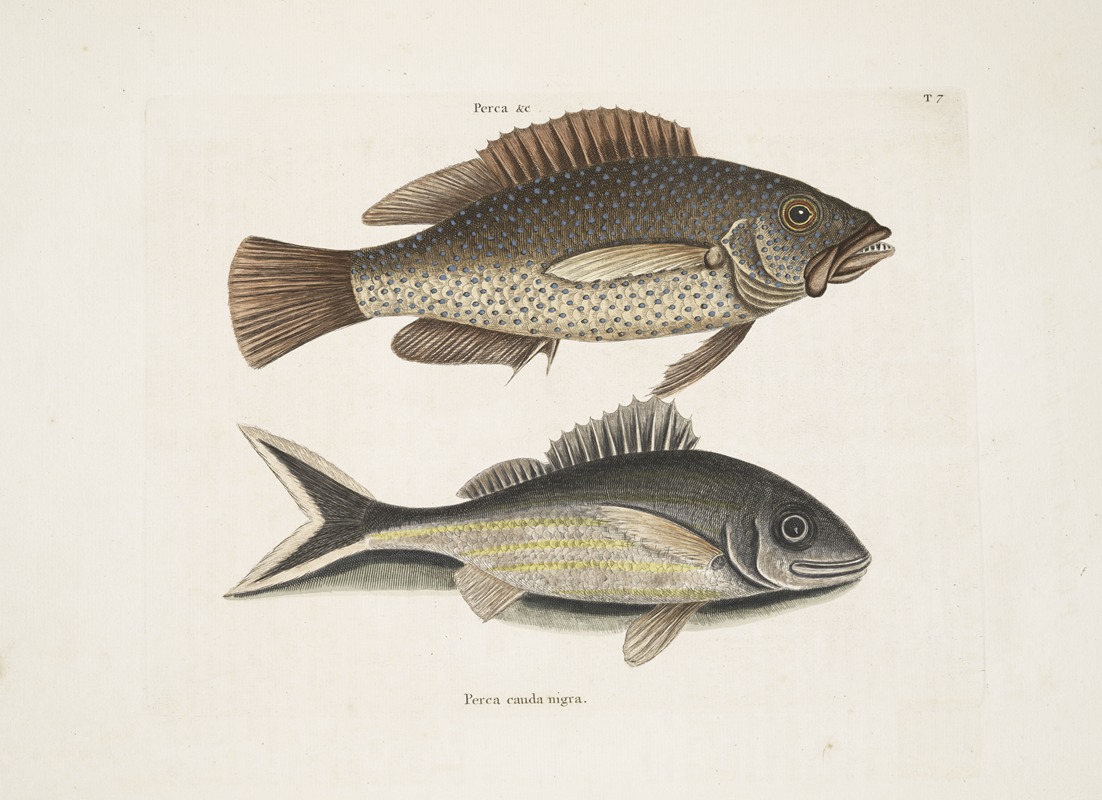 Mark Catesby - Perca &c., The Negro-Fish; Perca cauda nigra, The Black-Tail.