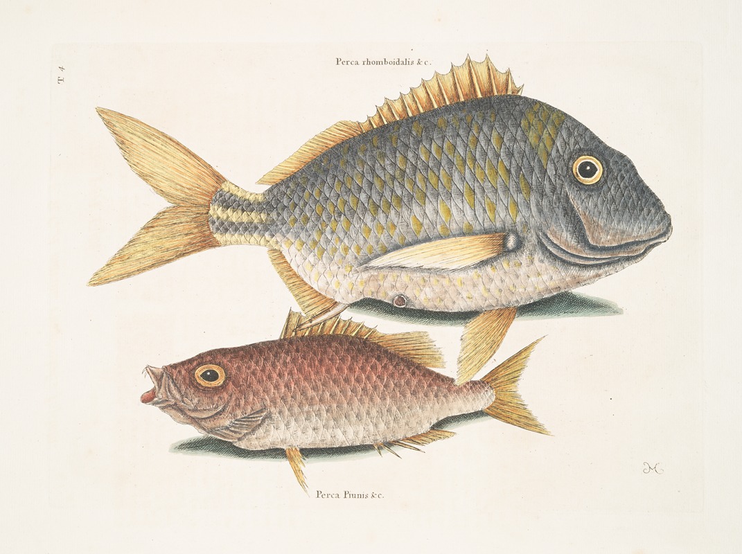 Mark Catesby - Perca rhomboidalis &c., The Pork Fish; Perca Piunis [pinnis] &c., The Schoolmaster.