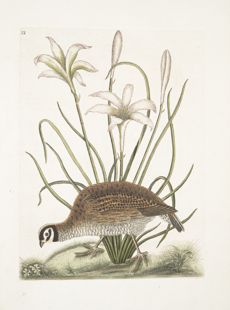 Mark Catesby - Perdix sylvestris Virginiana, The American Partridge; Lilio narcissus Virginiensis, The Attamusco Lily.