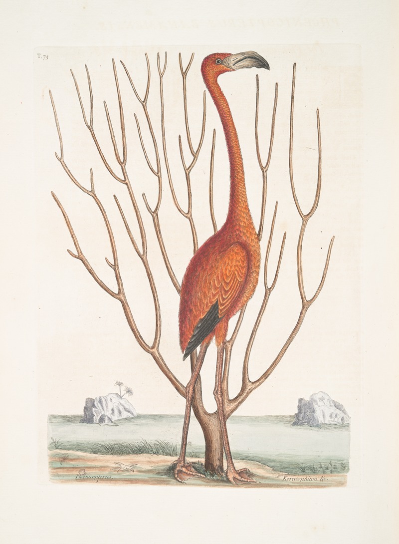 Mark Catesby - Phoenicopterus Bahamensis, The Flamingo; Keratophiton &c.
