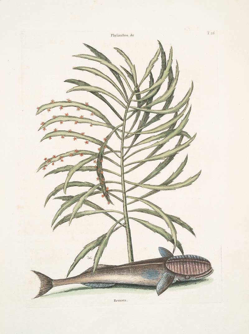 Mark Catesby - Phylanthos &c.; Remora, The Sucking-Fish.