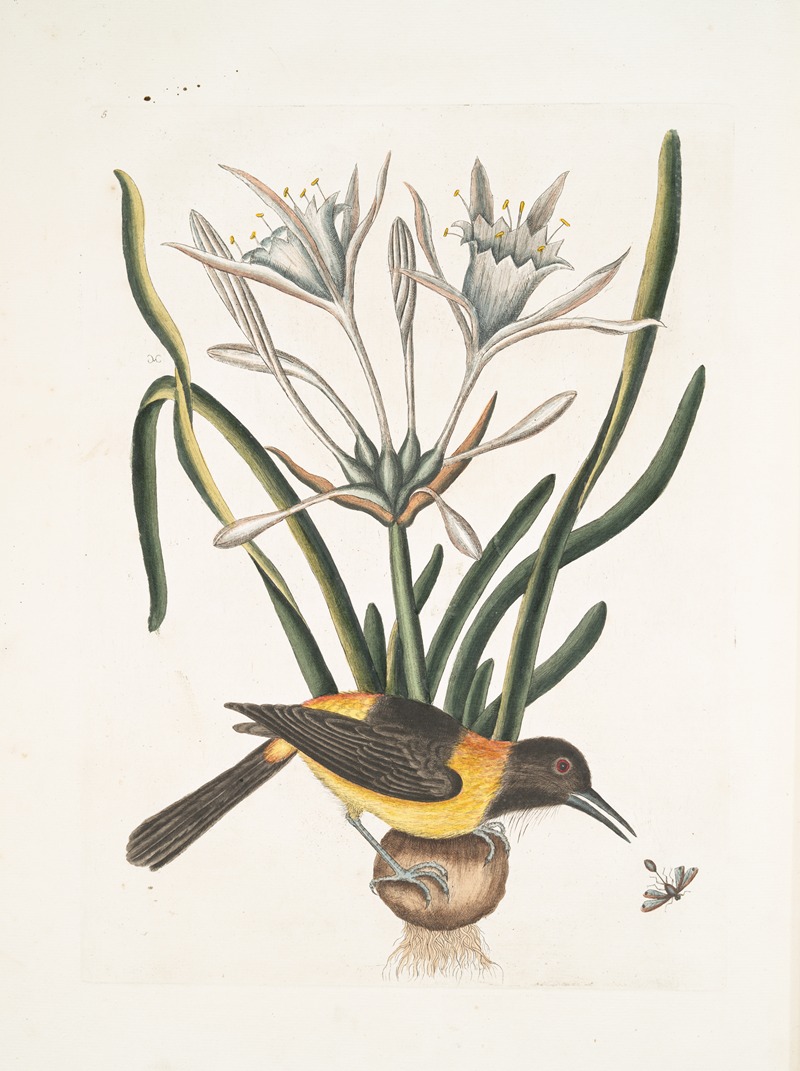 Mark Catesby - Pica luteo-nigra varia, The Yellow and Black Pye; Lilio-Narcissus Polianthus; Vespa Ichneumon coerulea.