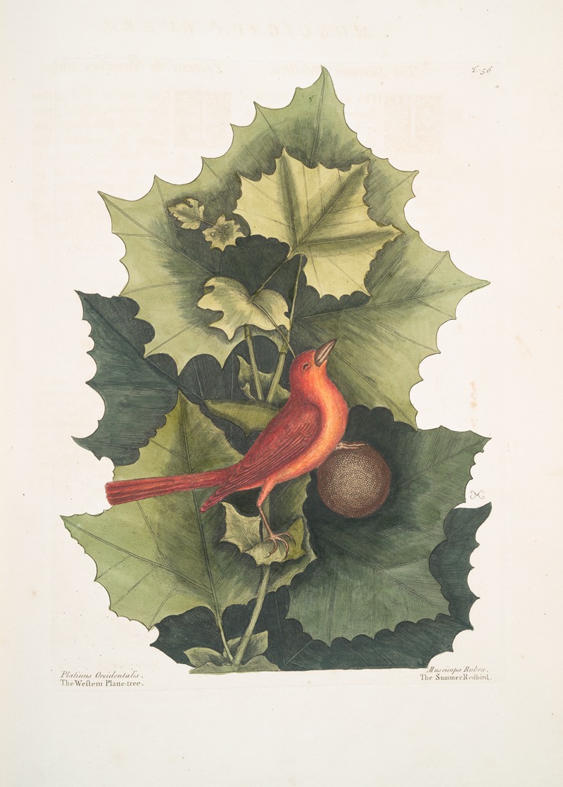 Mark Catesby - Platinus Occidentalis, The Western Plane-Tree; Muscicapa Rubra, The Summer Redbird.