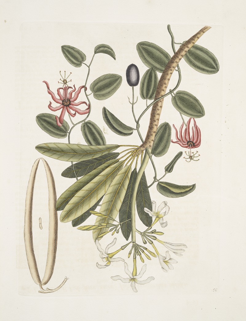 Mark Catesby - Plumeria &c.; Grandilla &c.