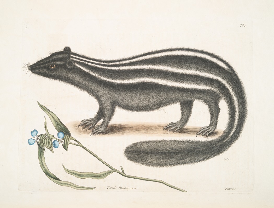 Mark Catesby - Pseudo-Phalangium ramosum; Putorius, The Pol-Cat.