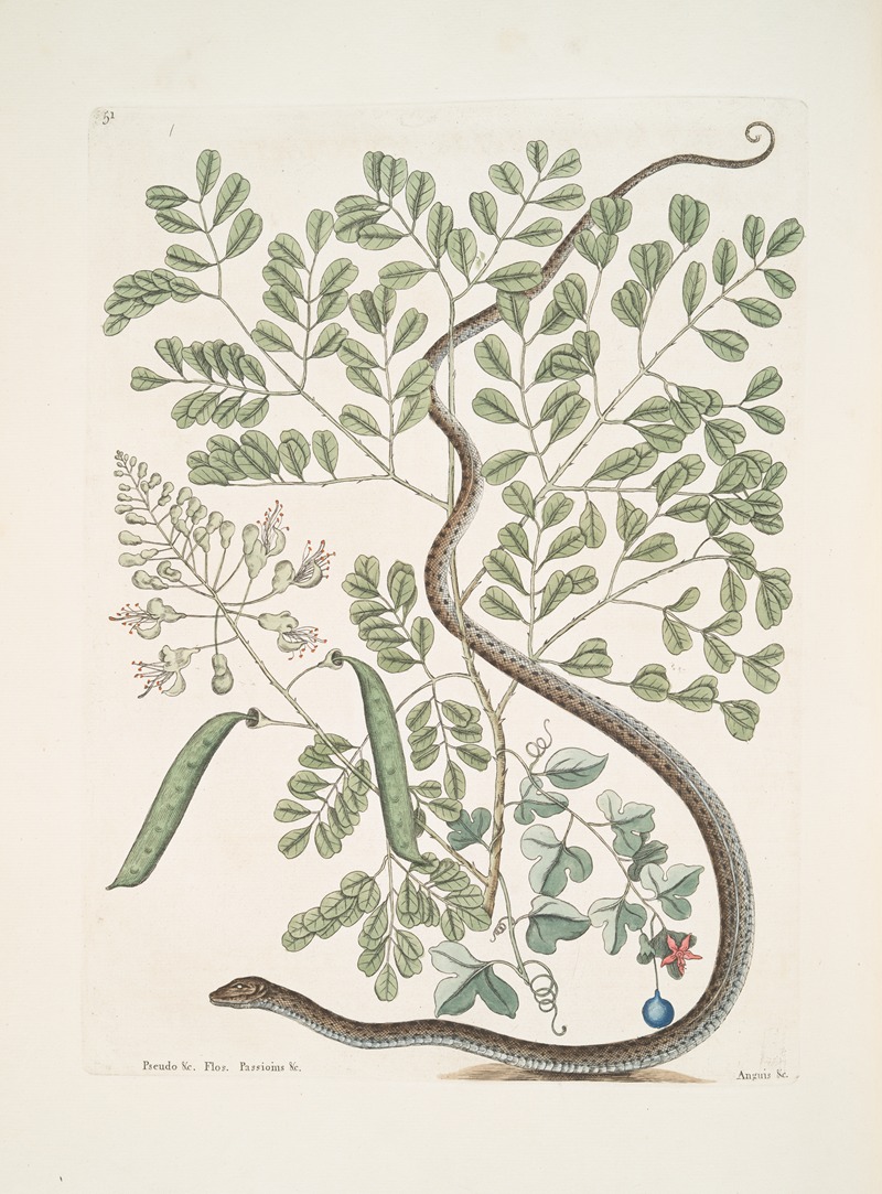 Mark Catesby - Pseudo-Santalum croceum, Brasiletto; Flos Passionis &c.; Anguis gracilis maculatus, The Spotted Ribbon-Snake.