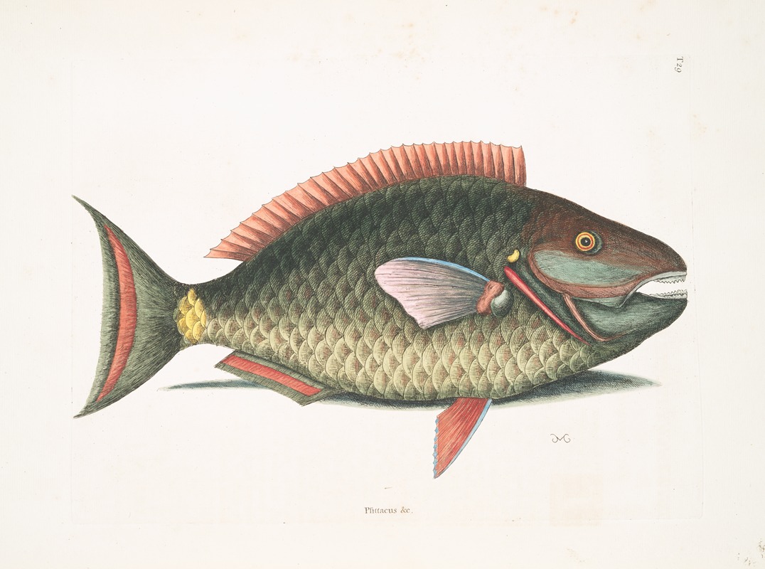 Mark Catesby - Psittacus &c., The Parrot-Fish.