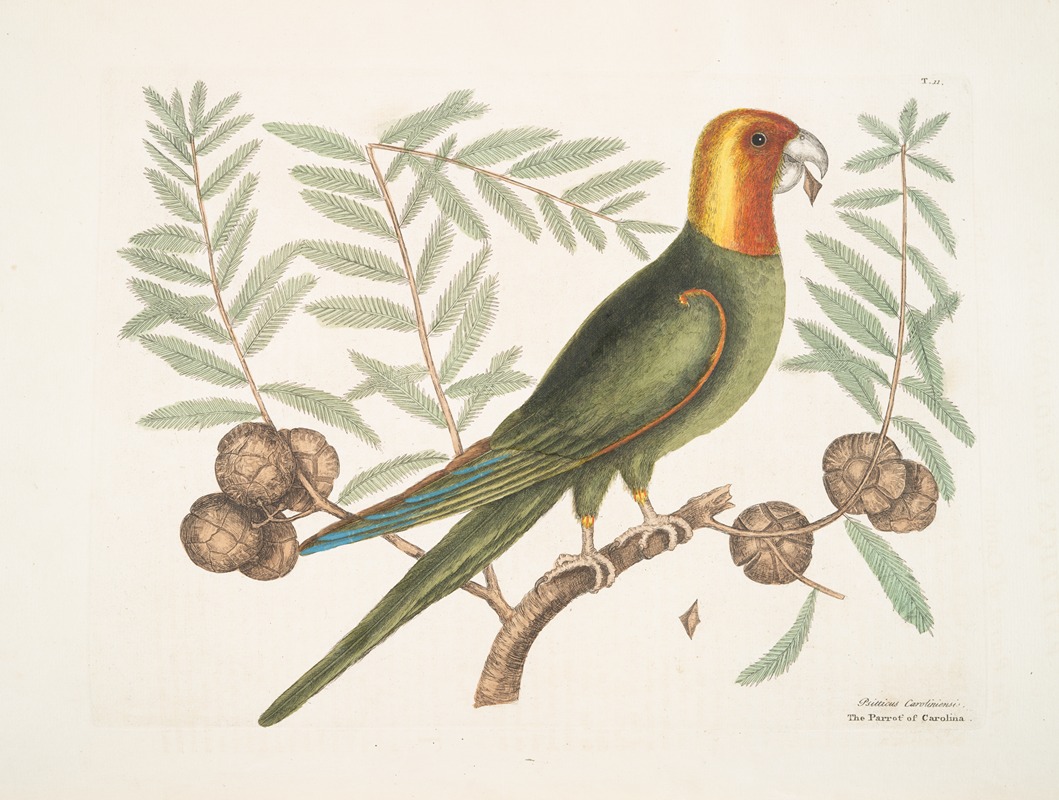 Mark Catesby - Psitticus Caroliniensis, The Parrot of Carolina.