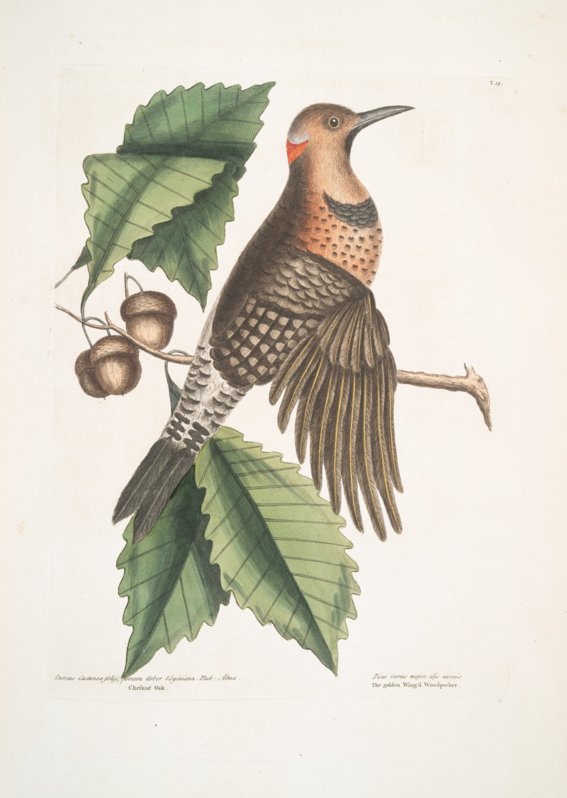 Mark Catesby - Quercus Castanea foliis, procera Arbor Virginiana, Chesnut Oak; Picus carius major, alis aureis, The golden Winged Woodpecker.