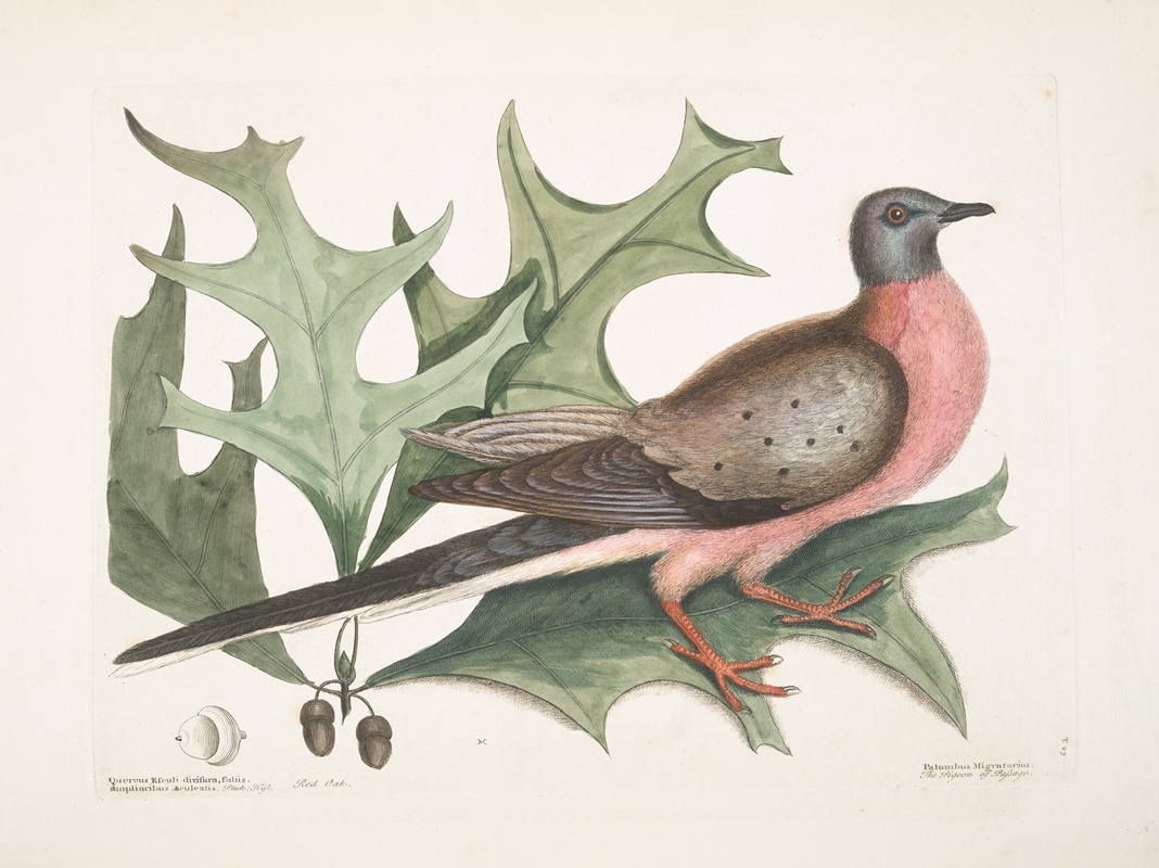 Mark Catesby - Quercus Esculi divisura, foliis amplioribus aculeatis, Red Oak; Palumbus Migratorius, The Pigeon of Passage.