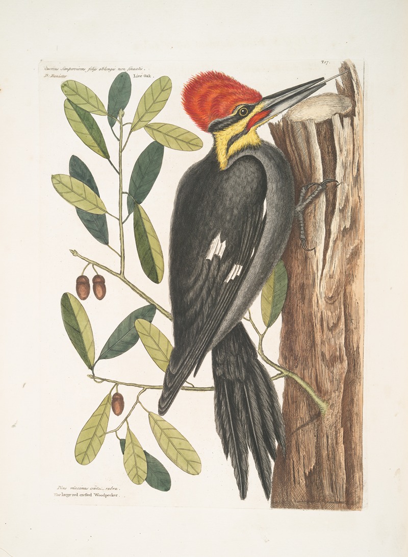 Mark Catesby - Quercus sempervirens foliis oblongis non sinuatis, Live Oak; Picus maximus crista-tubra, The large red crested Woodpecker.