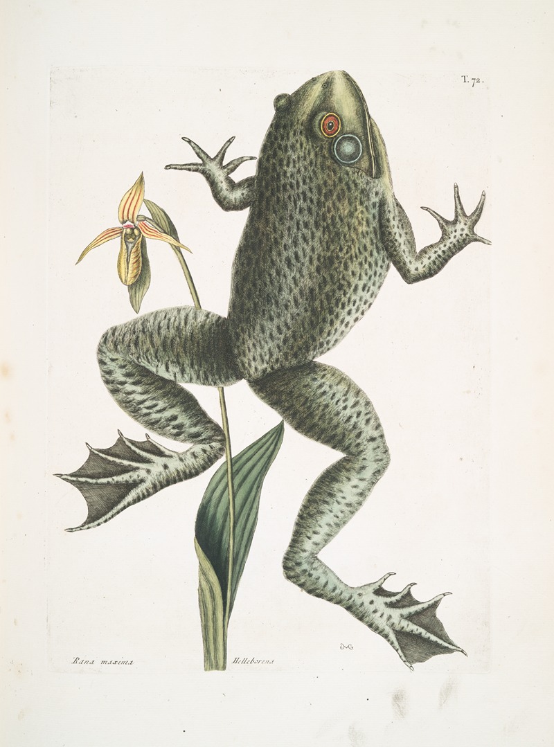 Mark Catesby - Rana maxima, The Bull-Frog; Helleborena, The Lady’s Slipper of Pennsylvania.