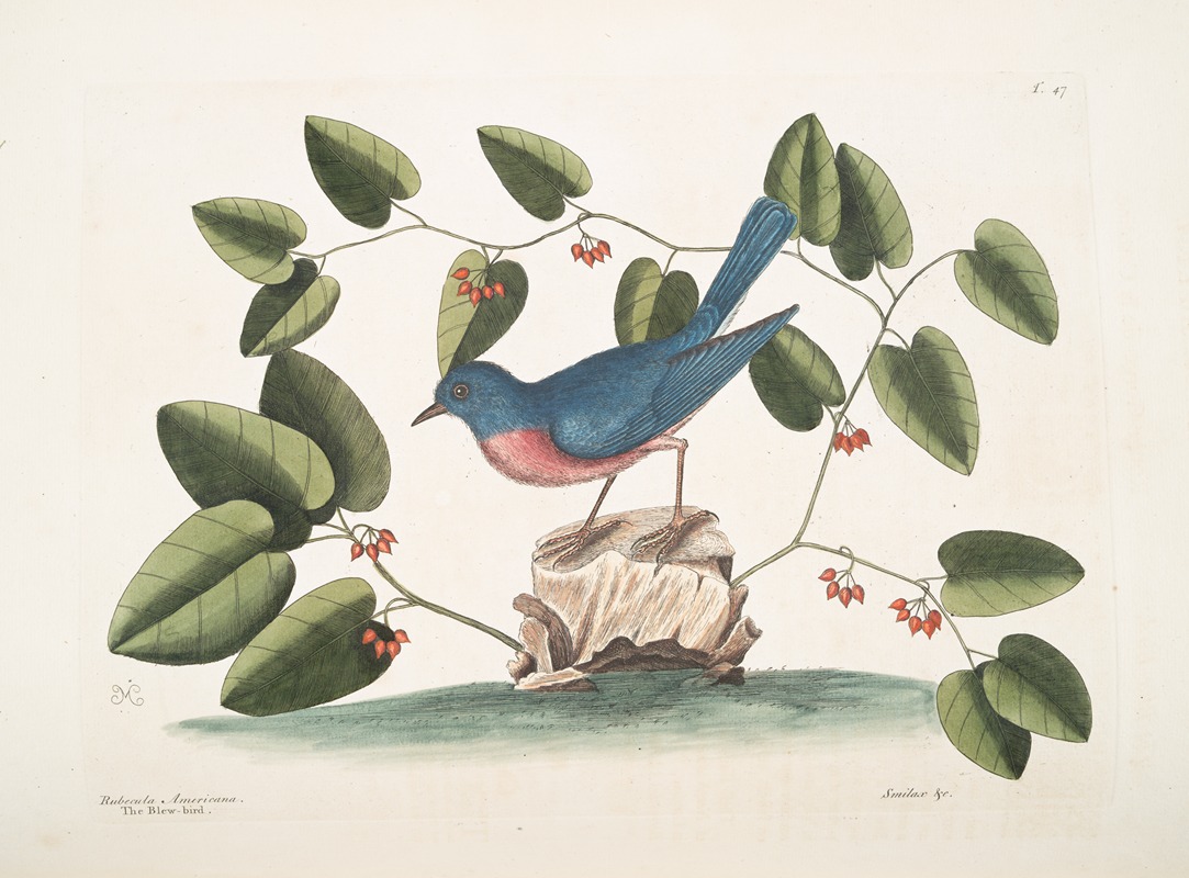 Mark Catesby - Rubecula Americana, The Blue Bird; Smilax non spinola, bumilis Aristolochiæ, baccis rubris.