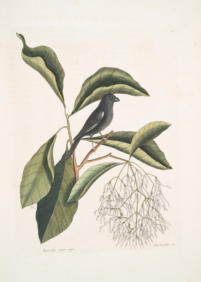 Mark Catesby - Rubicilla minor nigra, The little black Bullfinch; Amelanchier &c., The Fringe Tree.