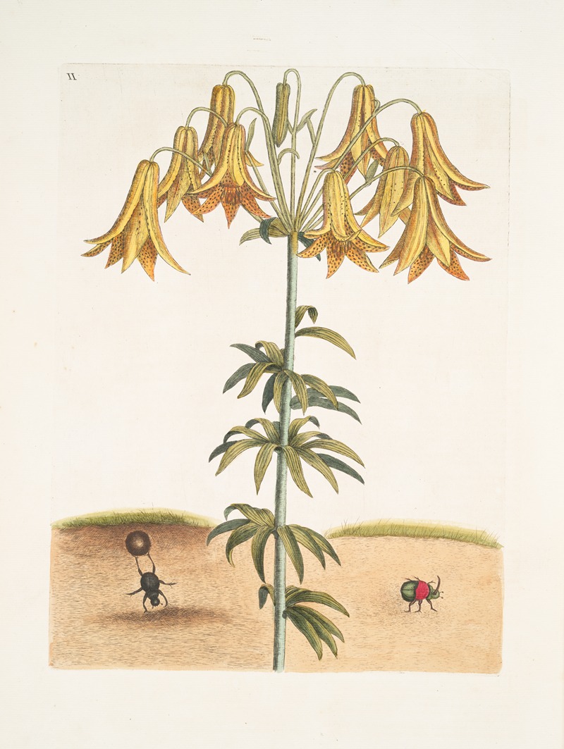 Mark Catesby - Scarabæus pilularis Americanus, The Tumble-Turds; Lilium &c.