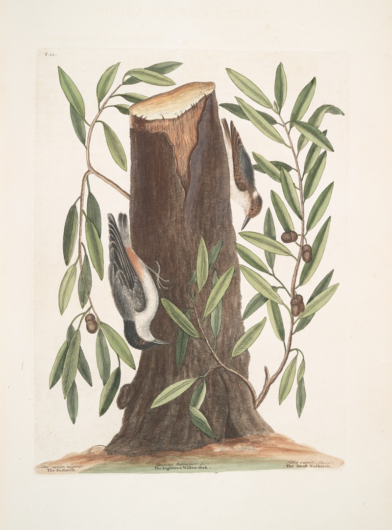 Mark Catesby - Sitta capite nigro, The Nuthatch; Luercus humilior, The Highland Willow Oak; Sitta capite fusco, The Small Nuthatch.