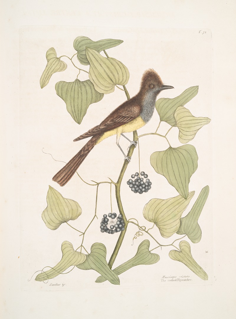 Mark Catesby - Smilax &c.; Muscicapa cristata, The crested Flycatcher.