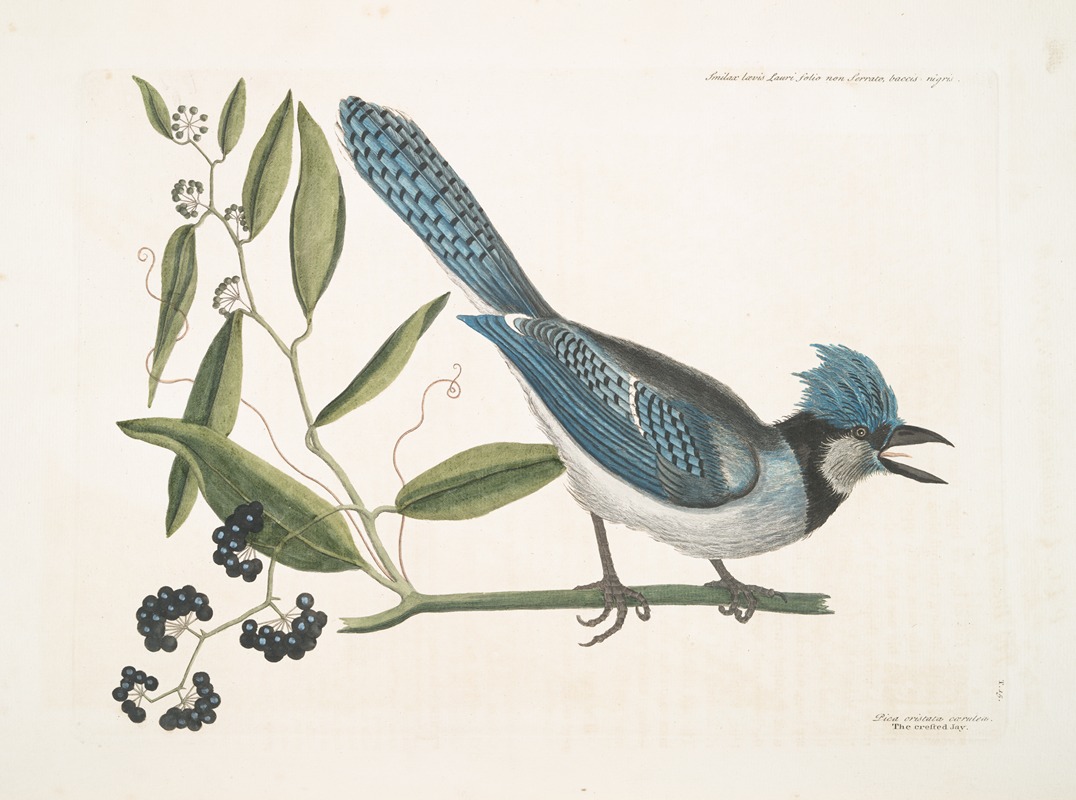 Mark Catesby - Smilax loevis Lauri folio non Serrato, baccis nigris, The Bay-leaved Smilax ; Pica cristata carulea, The crested Jay.