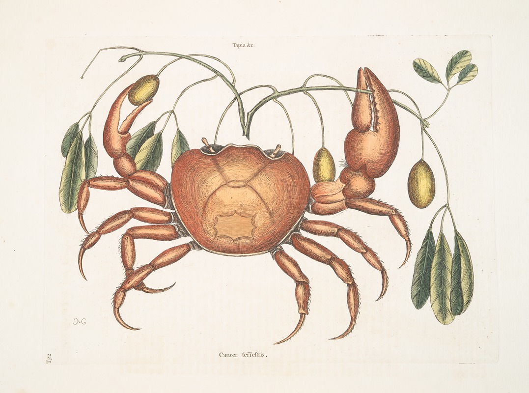 Mark Catesby - Tapia &c.; Cancer terrestris, The Land-Crab.