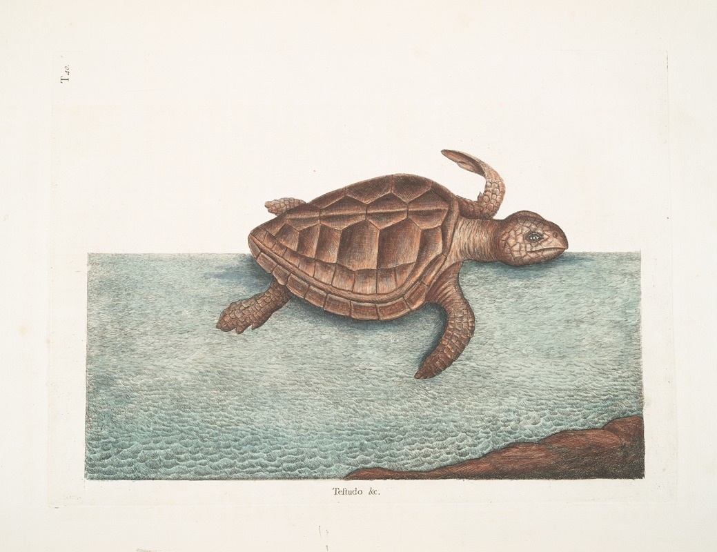Mark Catesby - Testudo &c.; The Loggerhead-Turtle.
