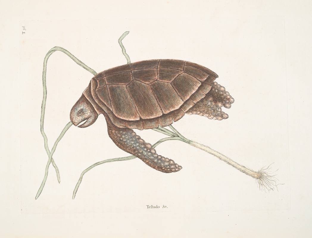 Mark Catesby - Testudo marina viridis, The Green-Turtle.