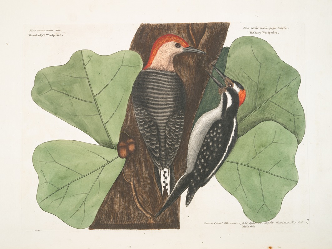 Mark Catesby - The red belly’d Woodpecker; The hairy Woodpecker ; Black Oak.