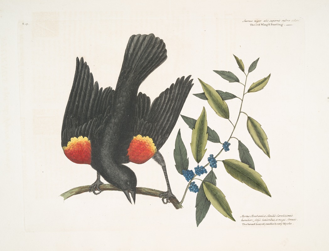 Mark Catesby - The red winged Starling; The broad-leaved Candle-berry Myrtle.