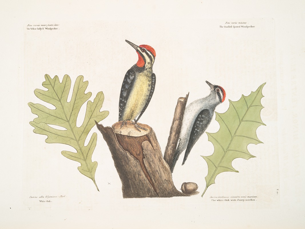 Mark Catesby - The Yellow-bellied Woodpecker; The smallest spotted Woodpecker; White Oak; The White Oak with sharp notches.