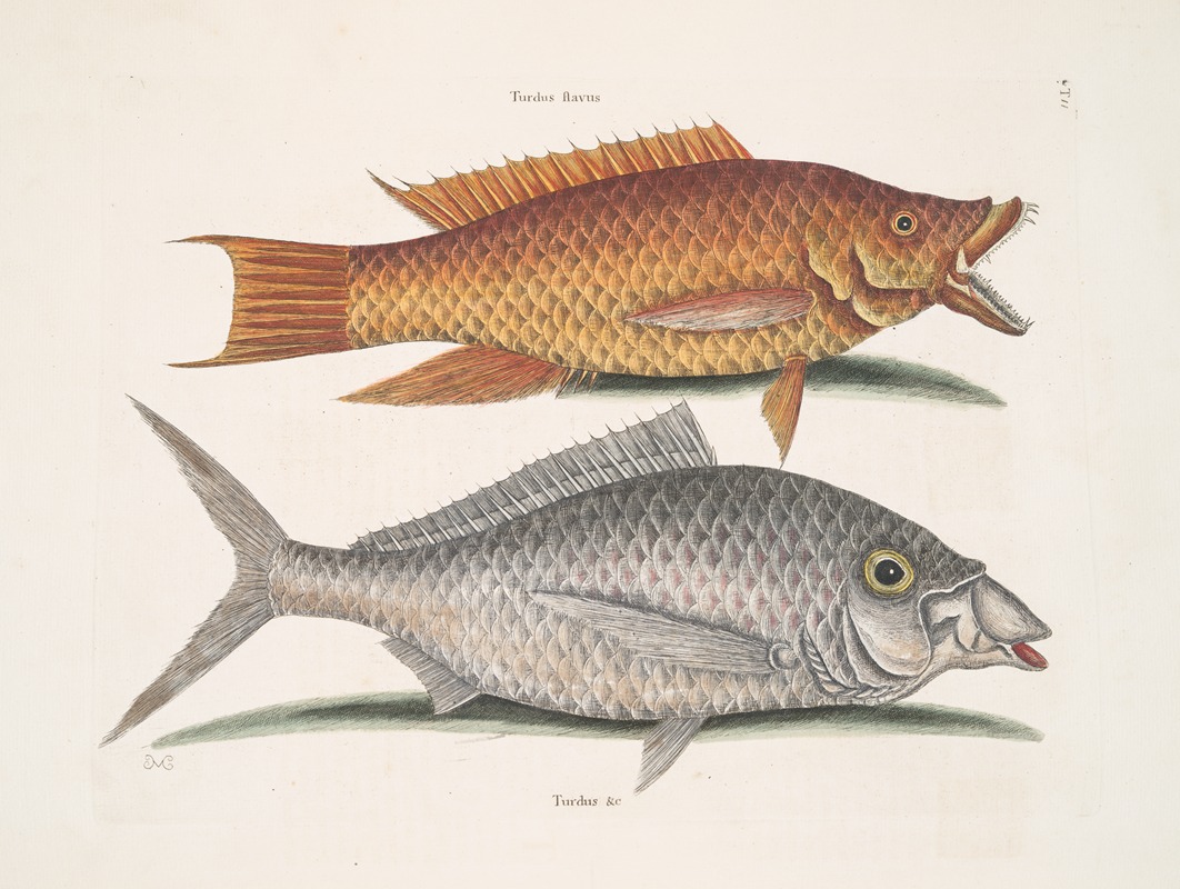 Mark Catesby - Turdus flavus, The Hog-Fish; Turdus &c., The Shad.