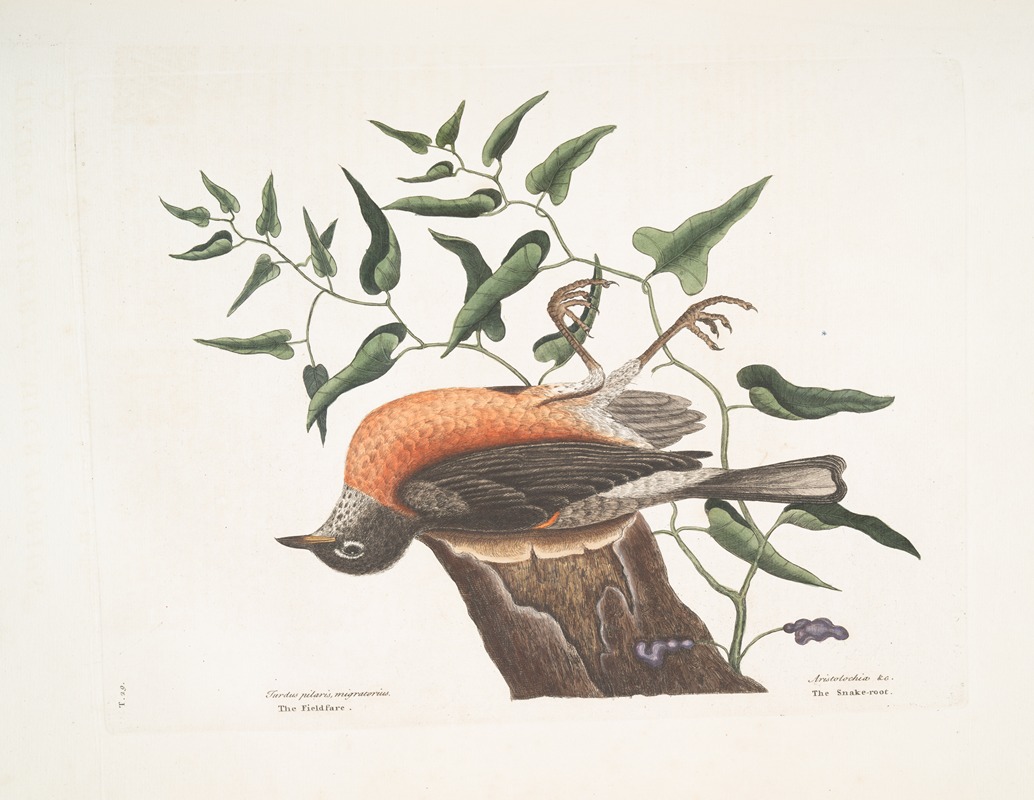 Mark Catesby - Turdus pilaris migratorius, The Fieldlfare of Carolina; Aristolochia pistolochia &c., The Snake-root of Virginia.