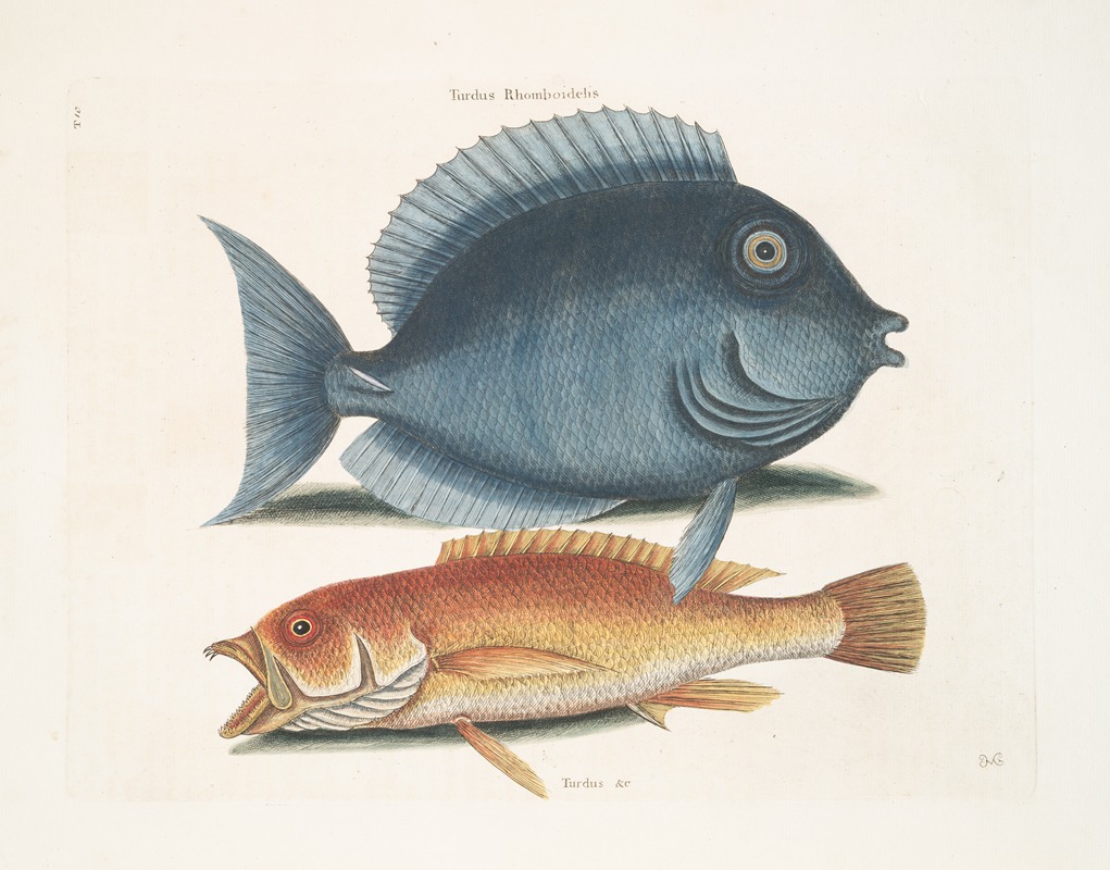 Mark Catesby - Turdus Rhomboidalis, The Tang; Turdus &c., The Yellow Fish.