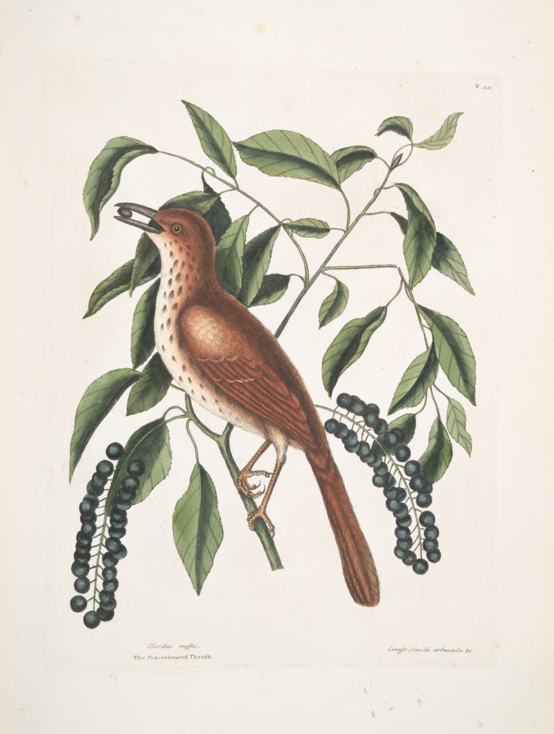 Mark Catesby - Turdus ruffus, The fox-coloured Thruth; Ceraso similis arbuscula &c., The Cluster’s Black Cherry.
