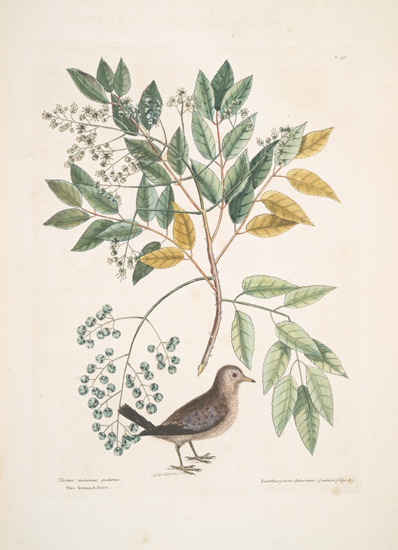 Mark Catesby - Turtur minimus guttatus, The Ground Dove; Zanthoxylum spinosum Lentisci foliis, &c., The Pellitory, or Tooth-ach Tree.