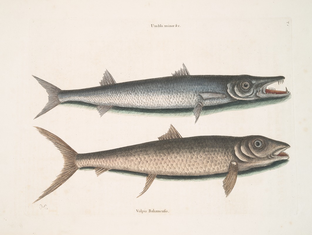 Mark Catesby - Umbla minor &c., Barracuda; Vulpis Bahamensis.
