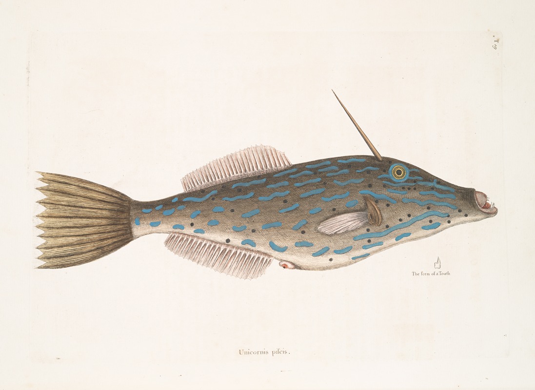 Mark Catesby - Unicornis piscis, The Bahama Unicorn-Fish; The form of a Tooth.