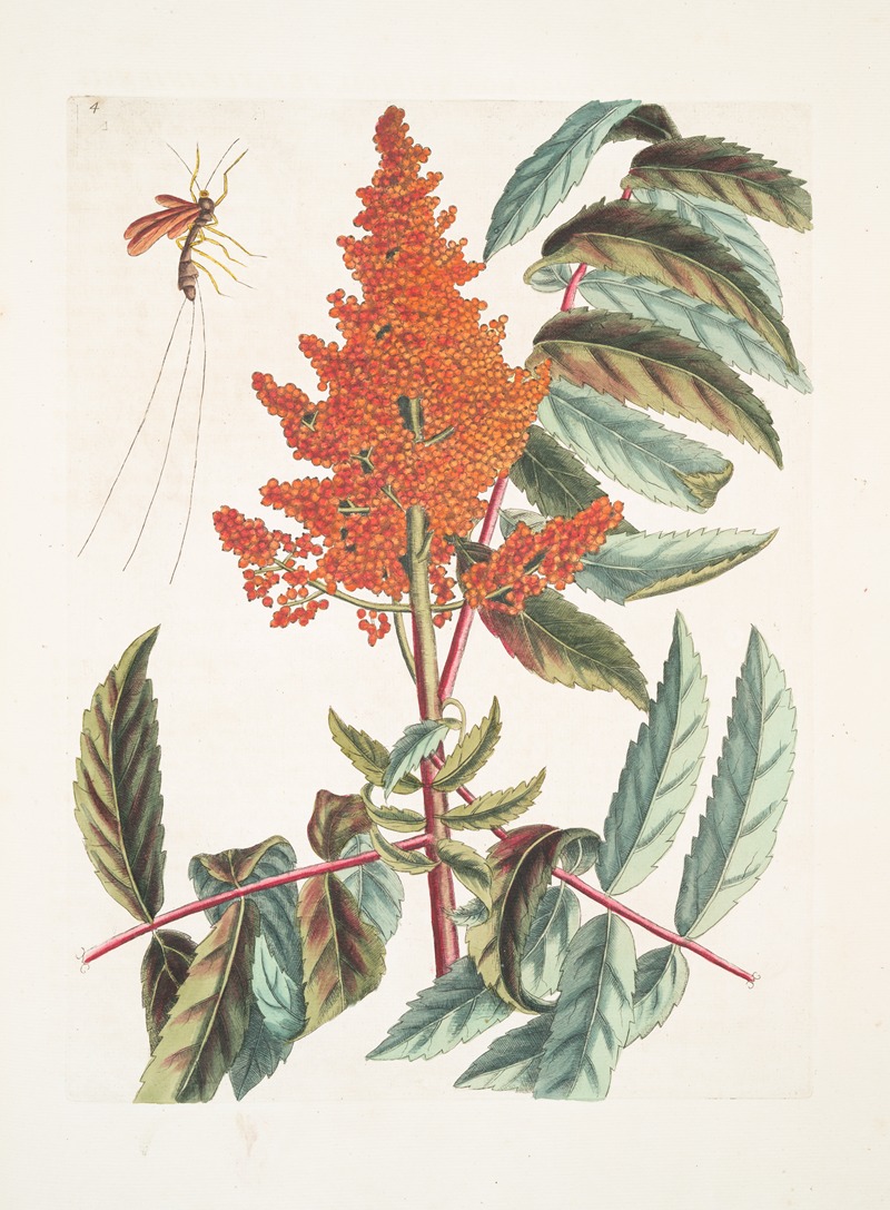 Mark Catesby - Vespa ichneumon tripilis Pensylvaniensis; Rhus glabrum Panicula speciosa coccinea.
