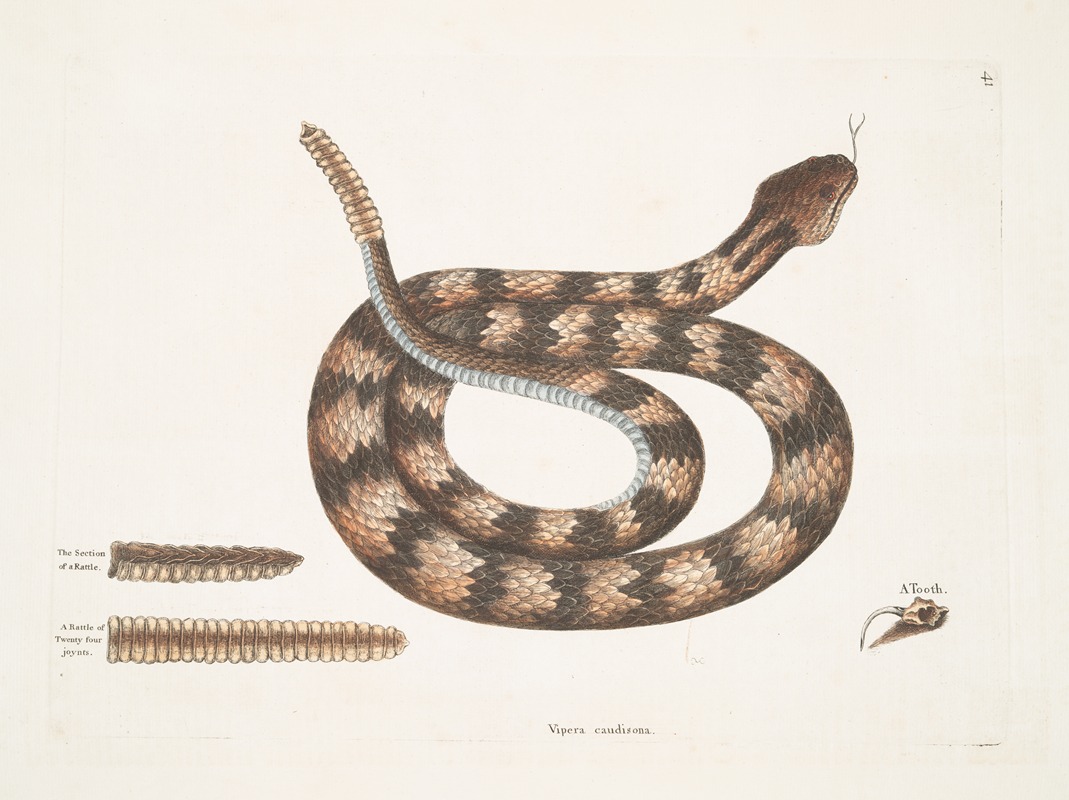 Mark Catesby - Vipera caudisona, The Rattle-Snake; The Section of a Rattle; A Rattle of Twenty-four joynts; A Tooth.