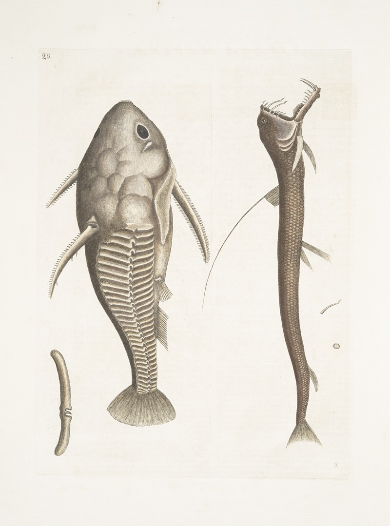 Mark Catesby - Vipera marina, The Viper-mouth; Cataphractus Americanus.