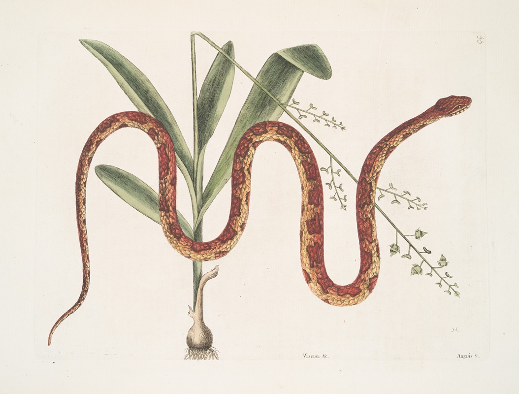 Mark Catesby - Viscum &c.; Anguis &c., The Corn-Snake.