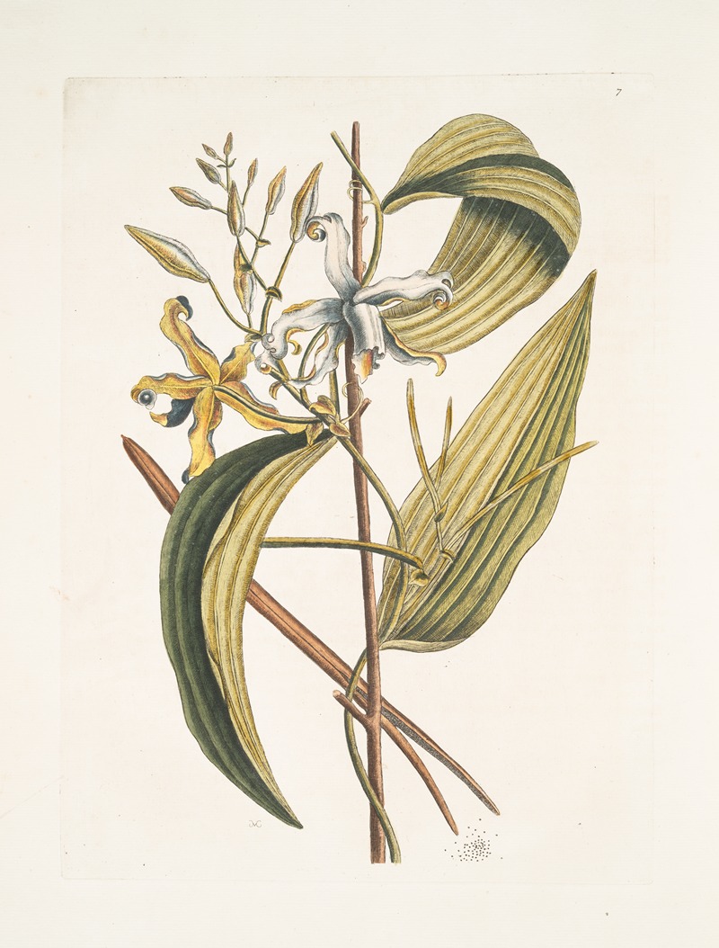 Mark Catesby - Volubilis siliquosa Mexicana plantagini folio, The Vanelloe.