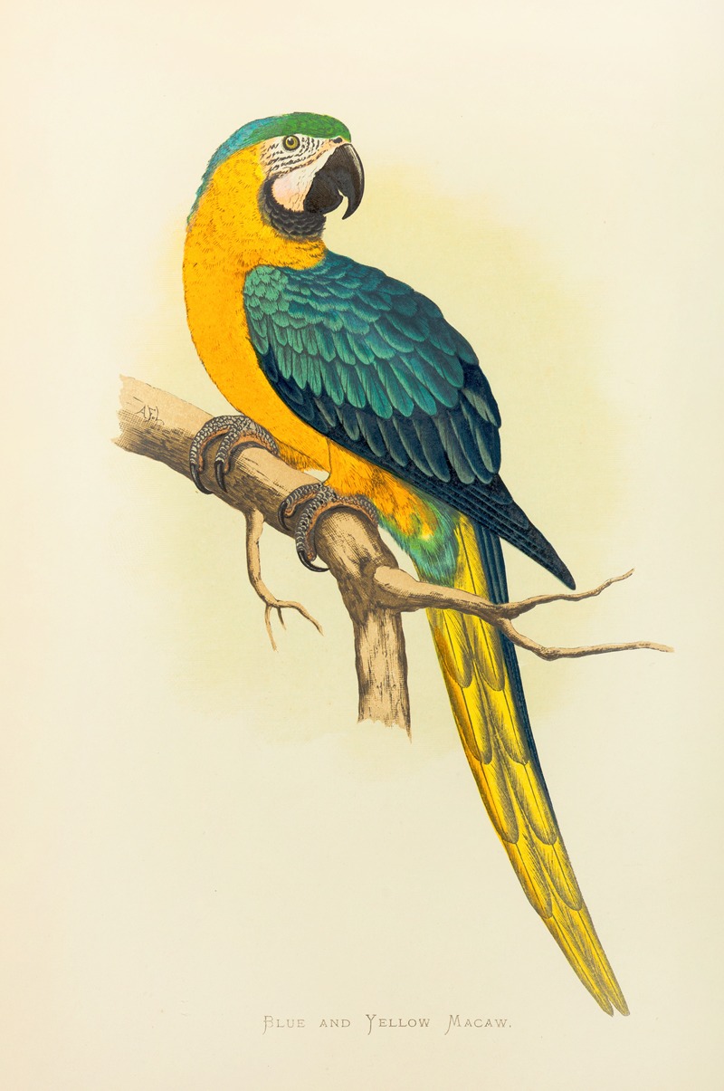 Alexander Francis Lydon - Blue and Yellow Macaw