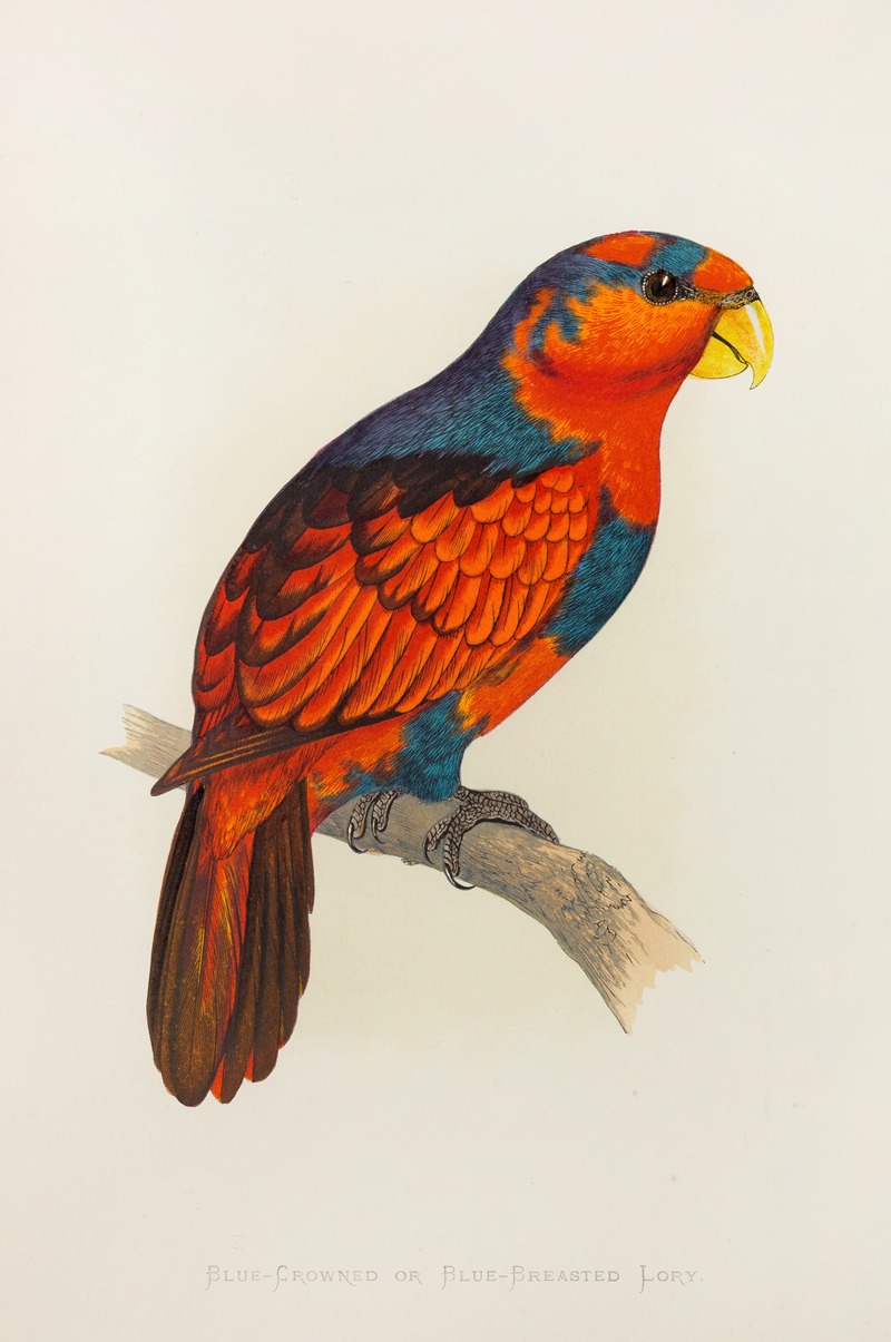 Alexander Francis Lydon - Blue-Crowned or Blue-Breasted Lory
