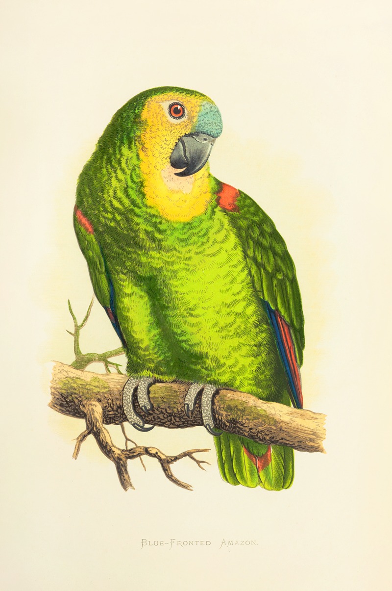 Alexander Francis Lydon - Blue-Fronted Amazon