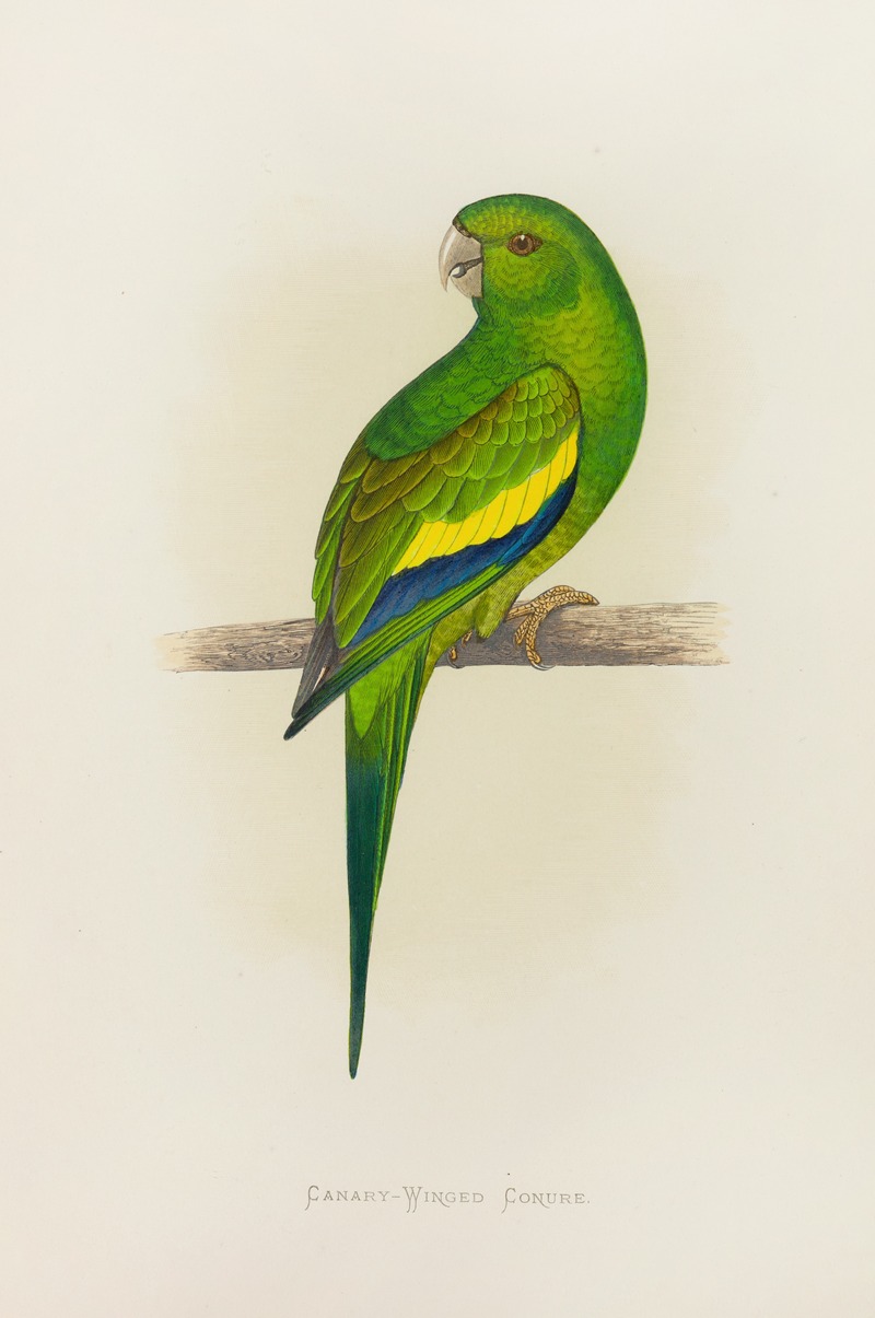 Alexander Francis Lydon - Canary-Winged Conure